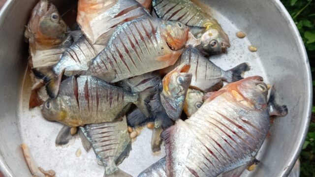 467742264_1102728198525455_5628216503234929485_n