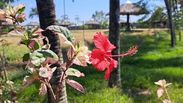 302583234_507239791402348_3529765174045660324_n5