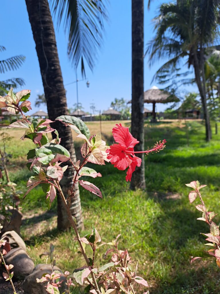 302583234_507239791402348_3529765174045660324_n5