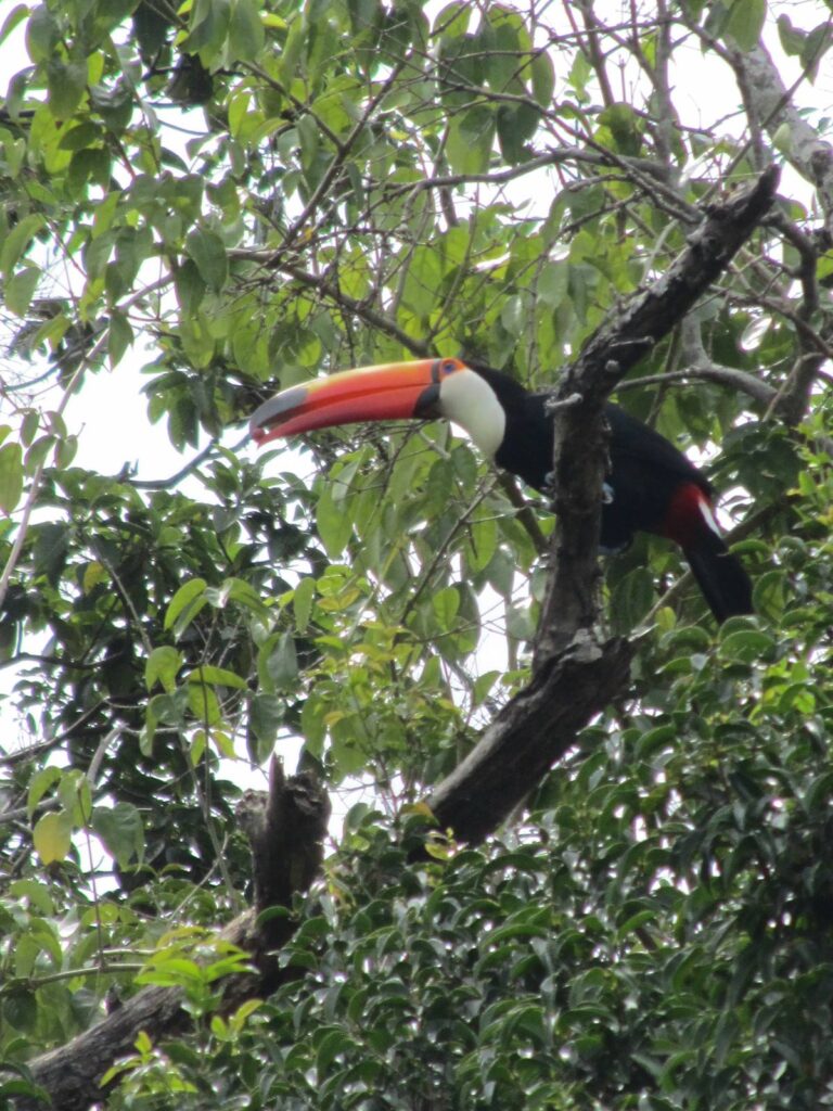 57491783_2630200037008610_7166661947130118144_n