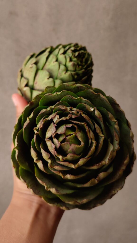 493420695_1075532524614047_6838282507421200416_n