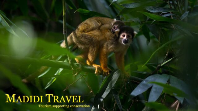 36913081_2239111102783771_6444213705952460800_n