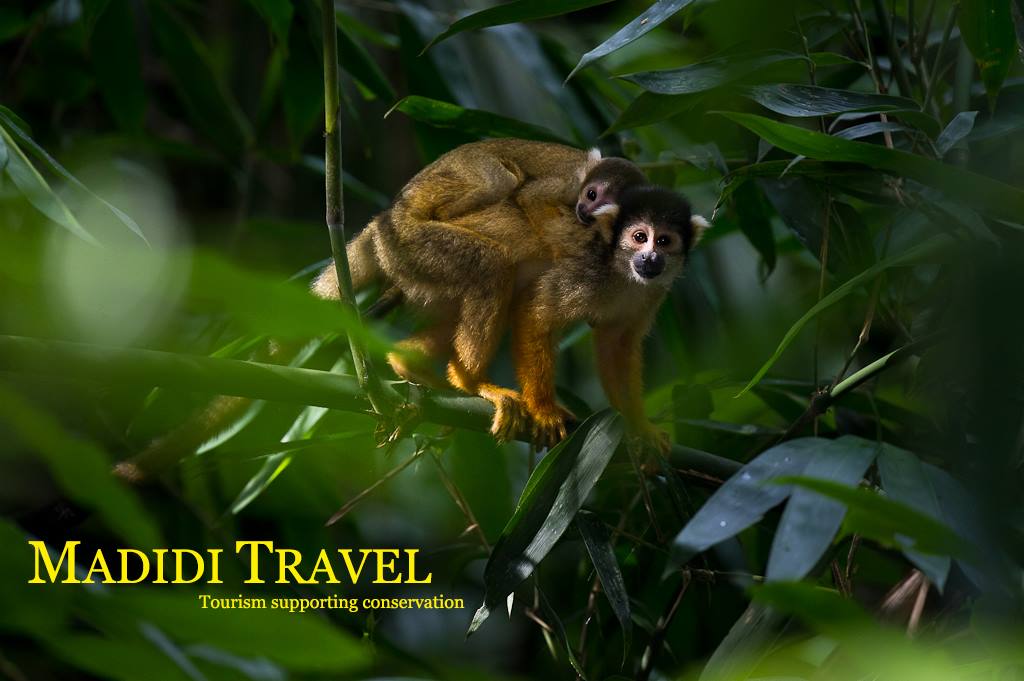 36913081_2239111102783771_6444213705952460800_n