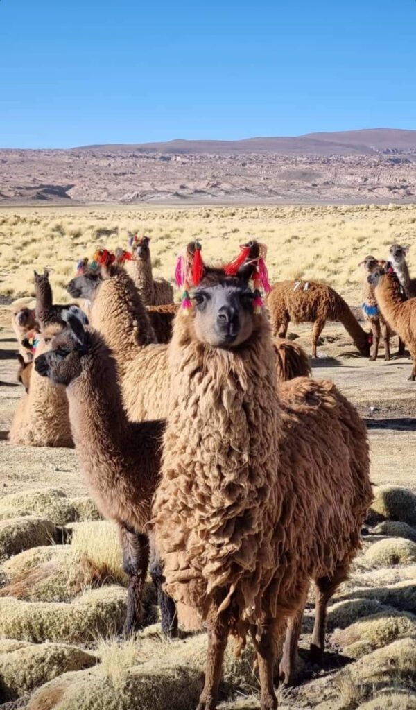 475528171_1149906396840950_4585696243791542048_n