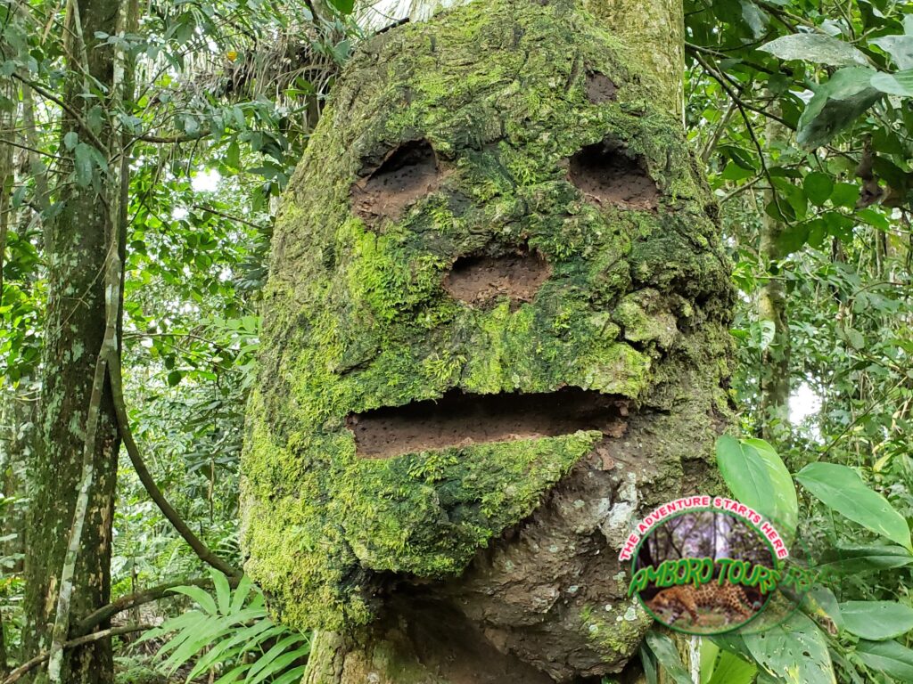 64785450_1611597532304114_7425134126975418368_n