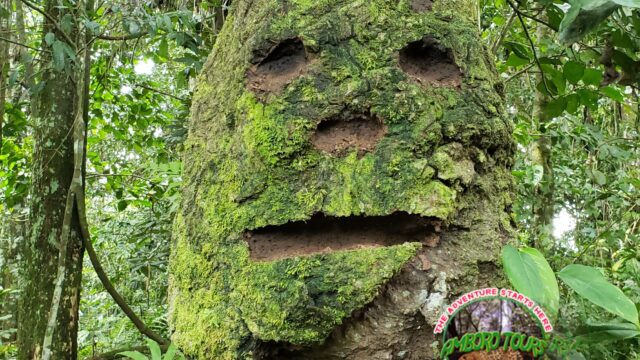 64785450_1611597532304114_7425134126975418368_n