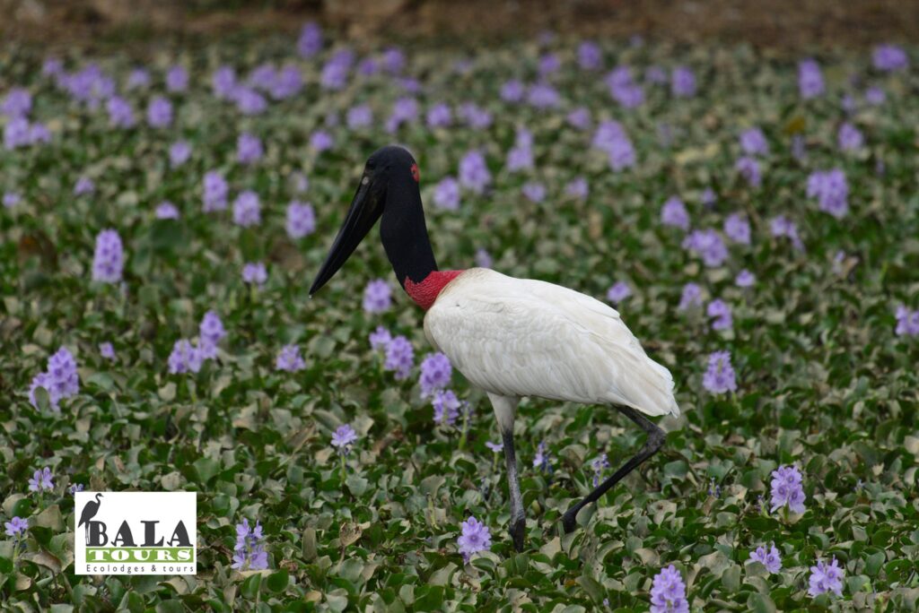 71178751_1325374320958256_1084389623452401664_n