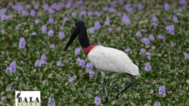 71178751_1325374320958256_1084389623452401664_n