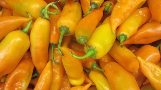 89032034_195764235105030_3646657616349757440_n