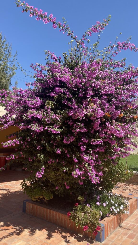 337151433_2146762448851347_747110304861985251_n