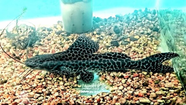 547218666_768229739332724_91342529980312730_n