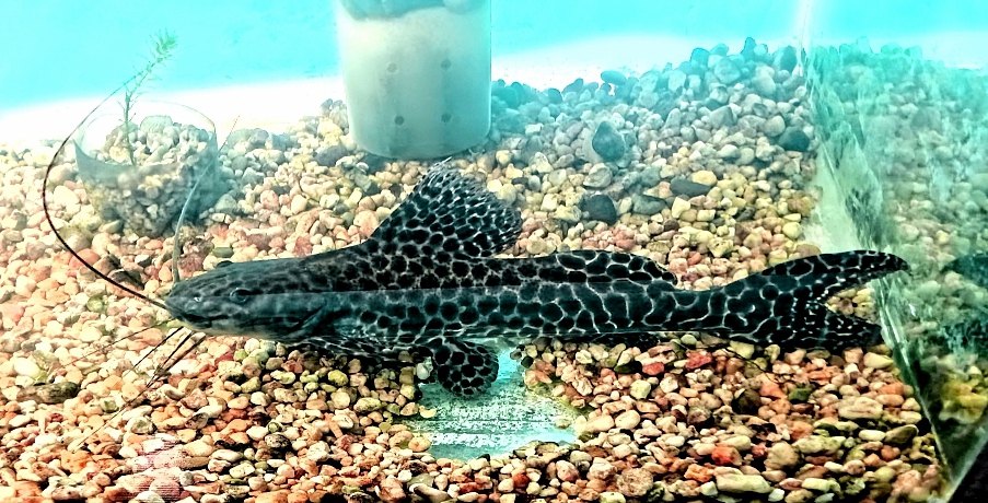 547218666_768229739332724_91342529980312730_n