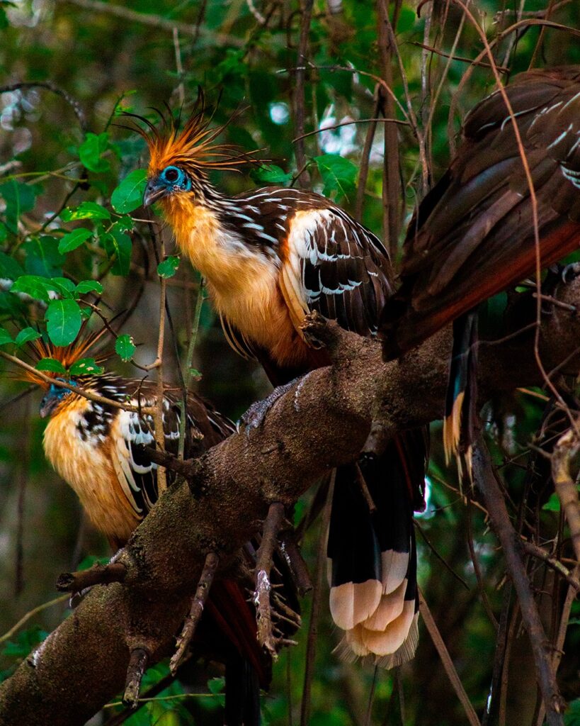 497878702_1296032812532147_4911582507950125921_n