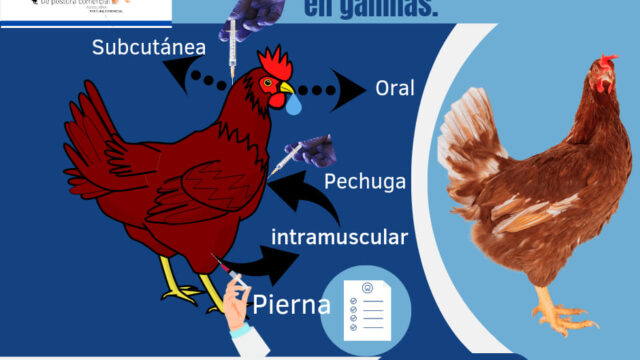 475276805_1376356460413754_4069515475733910264_n