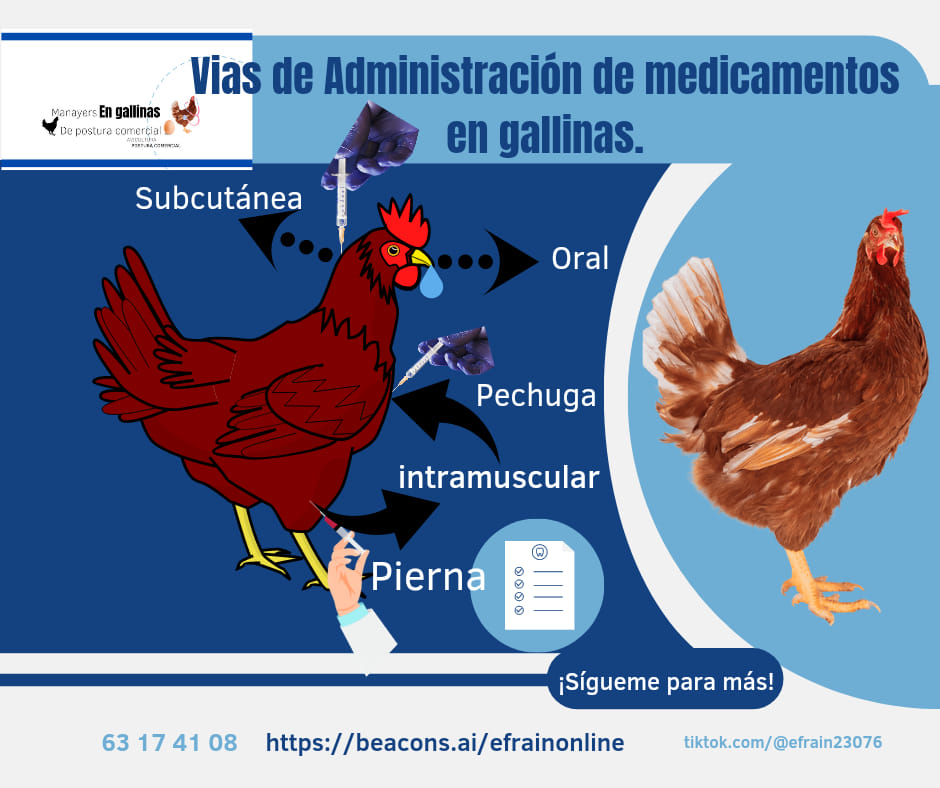 475276805_1376356460413754_4069515475733910264_n