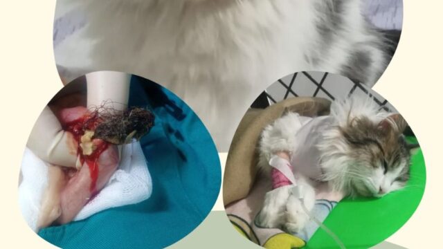 484946510_663189343322691_8675494676091050597_n