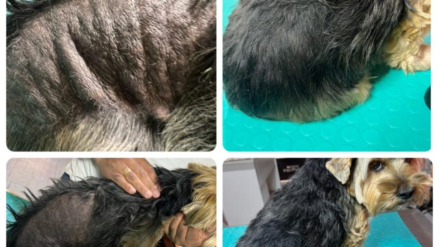 485005533_680453621176137_122508561589213842_n