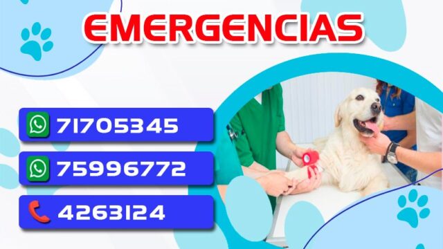 488691668_1246883834104486_4894468040797578645_n