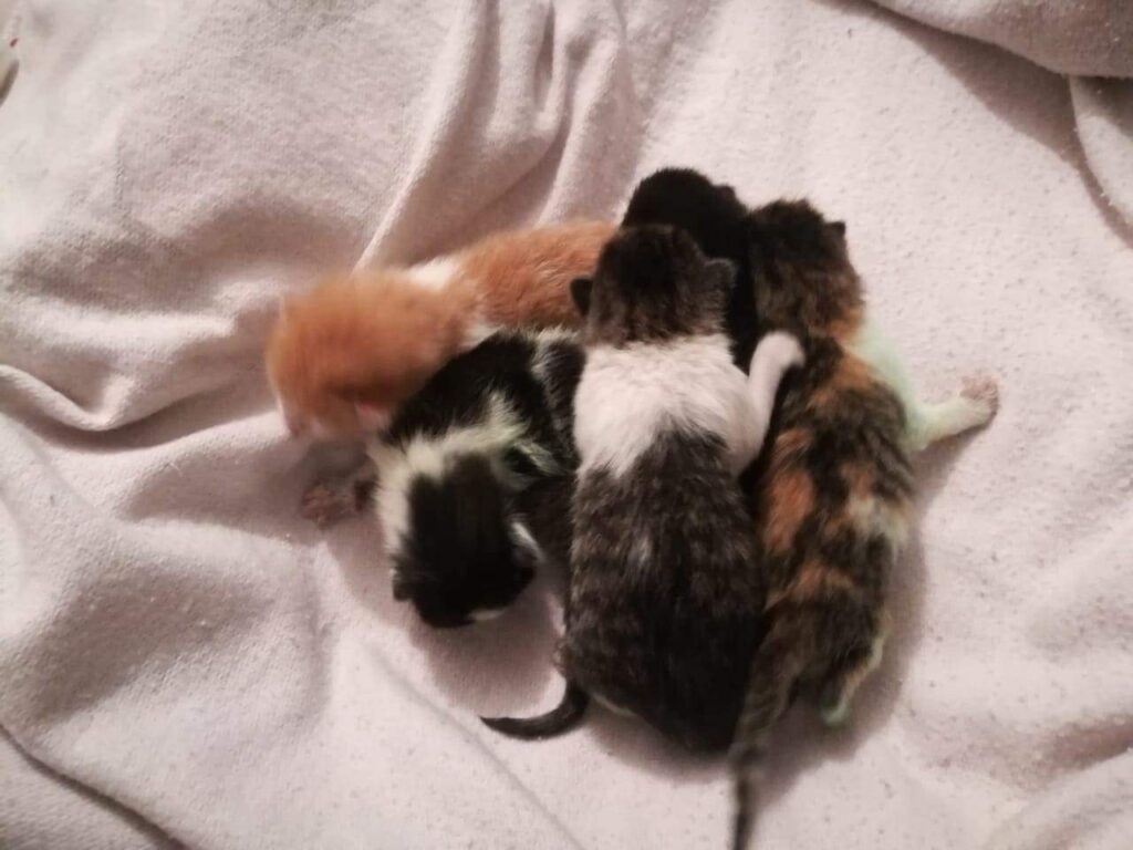 49058200_2007677232655592_159627132480258048_n