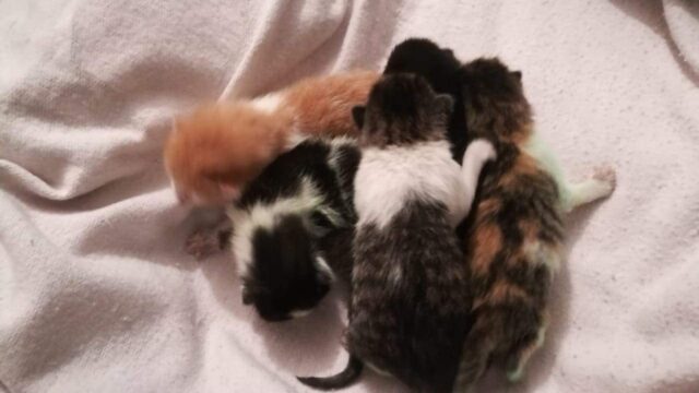 49058200_2007677232655592_159627132480258048_n