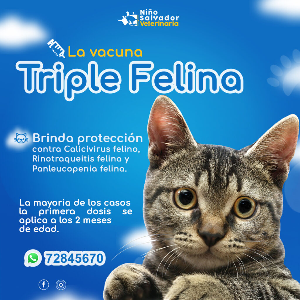 490704558_1215431797254928_2234227281935967140_n