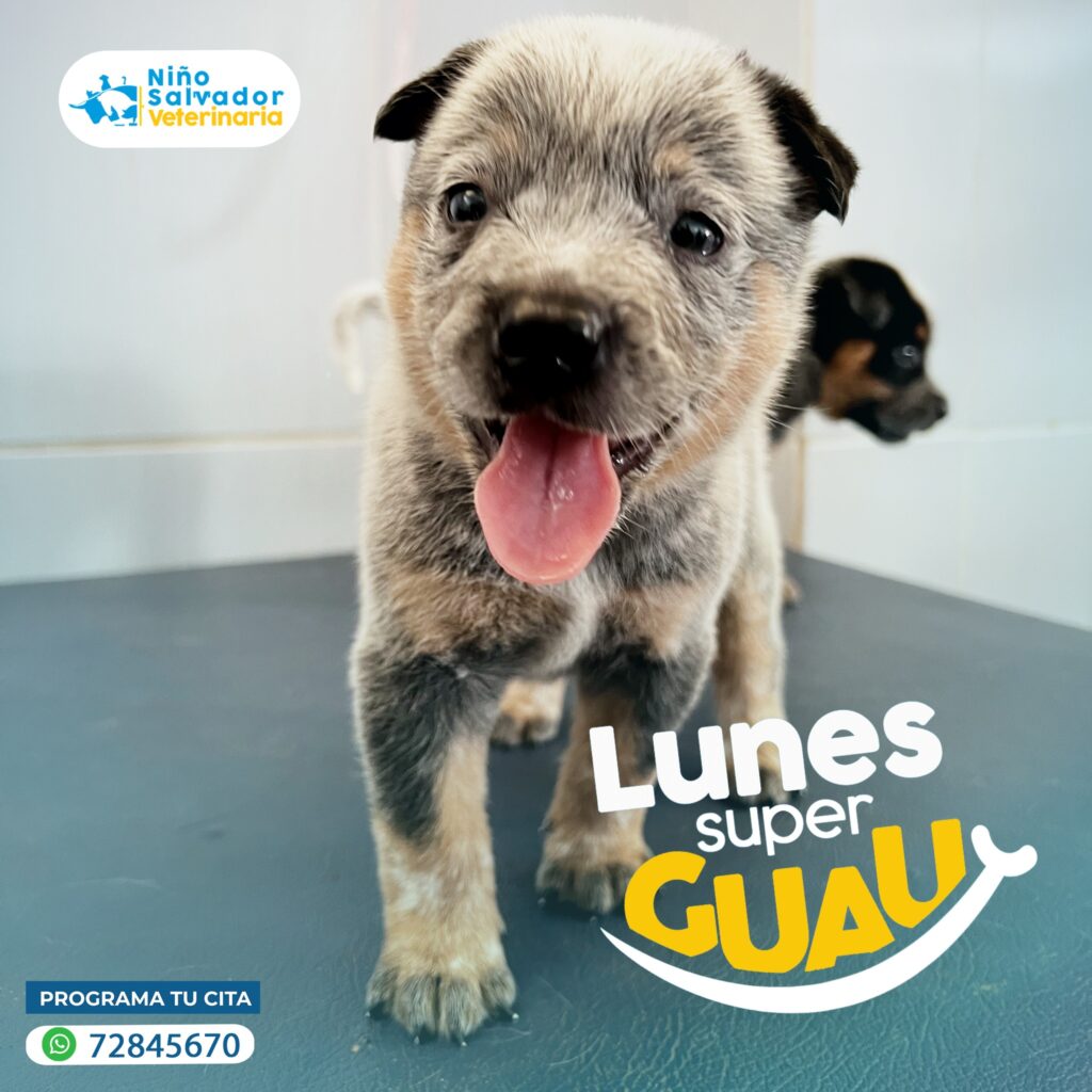 490874074_1213382324126542_3111332965899135001_n