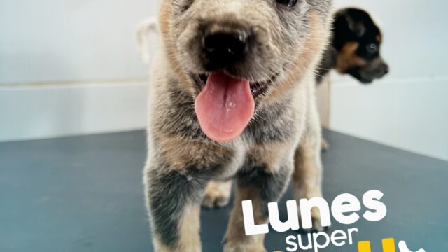 490874074_1213382324126542_3111332965899135001_n