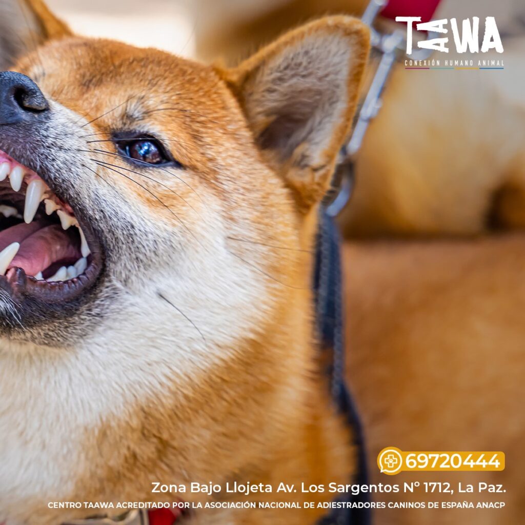 491832690_1194948718886016_5077272648271827541_n