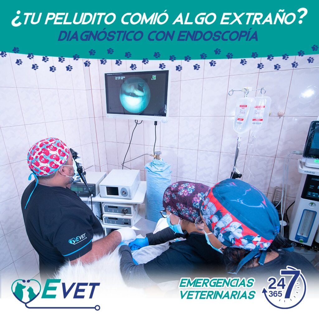 492002823_1260608029405346_2798715649713756390_n