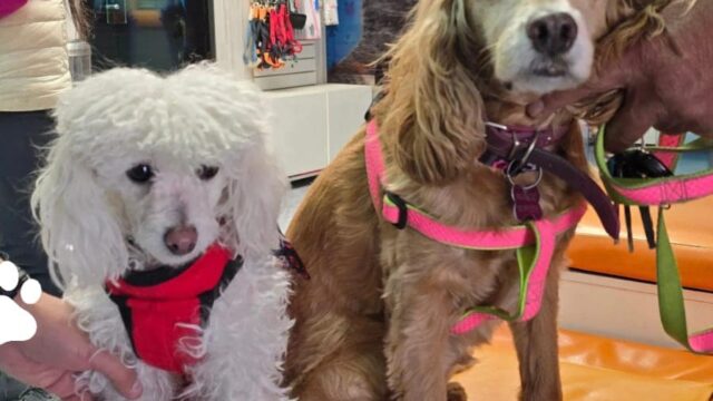 496004610_1277878537674882_4378390640738425084_n