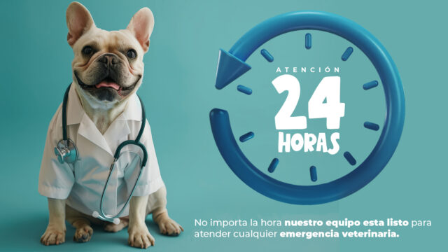 503437993_1230866431960911_5218961967299360896_n