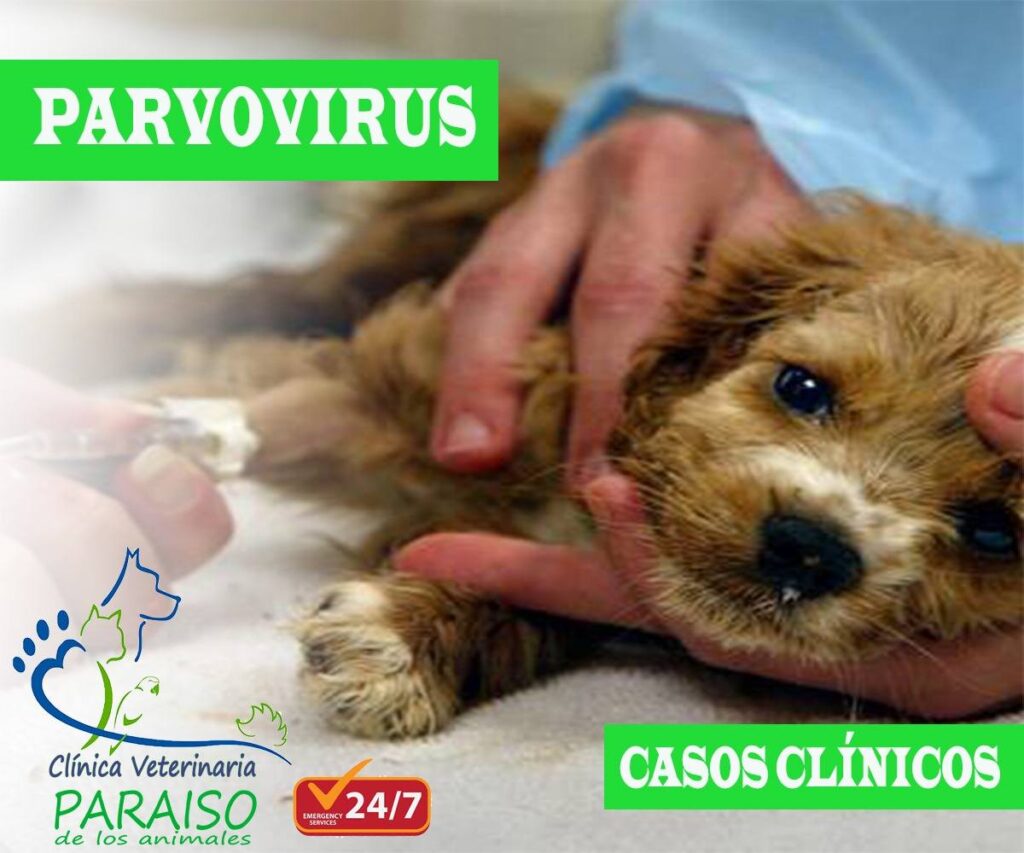 514253798_1337391368387074_1319510204019607046_n