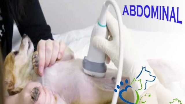 532236996_1337398061719738_6689870375143311540_n