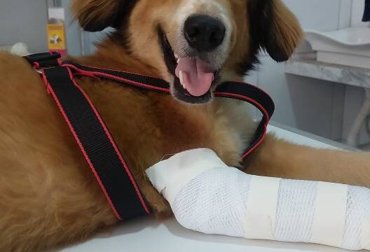 533487186_1223760726219346_546985716190374591_n