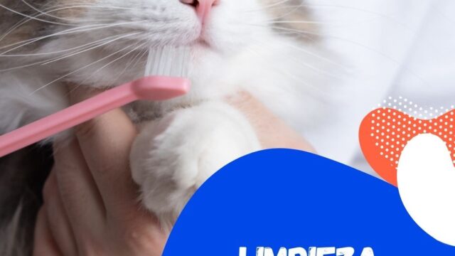 546163234_1320680840068310_4574741892312929852_n