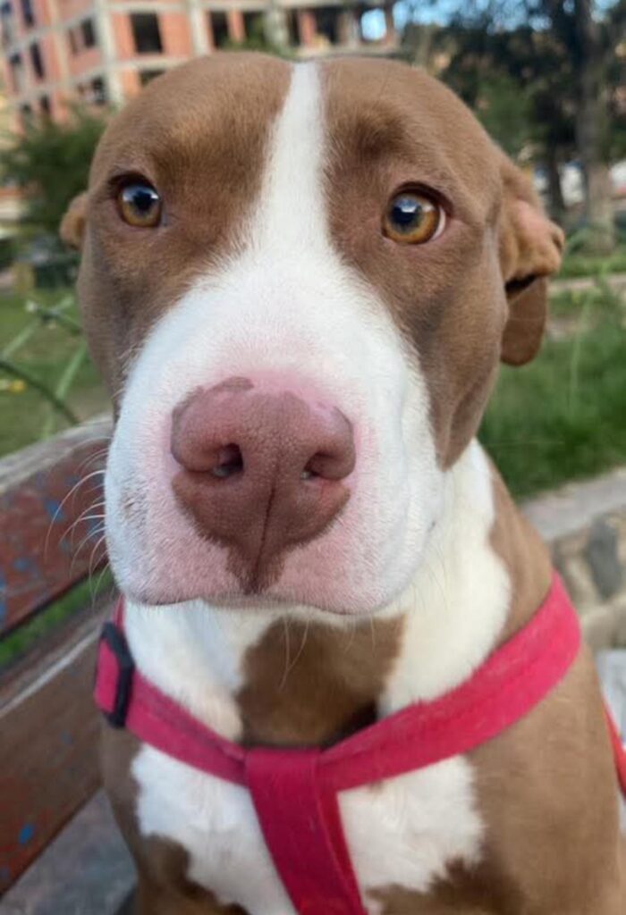 550435978_1314671313780044_224889967921387509_n