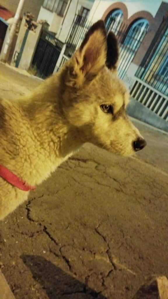 550568478_1212809520880647_2676669091258160295_n