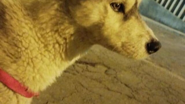 550568478_1212809520880647_2676669091258160295_n