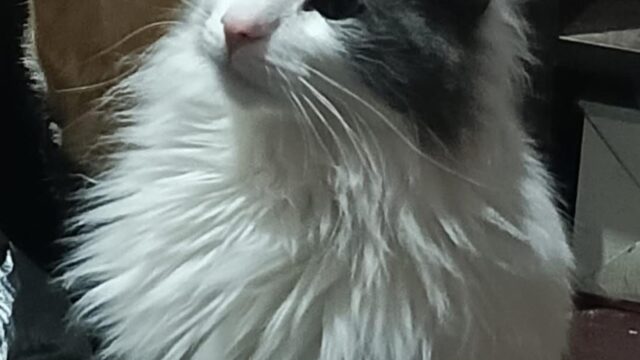 553221544_1314671560446686_1597110429238173640_n