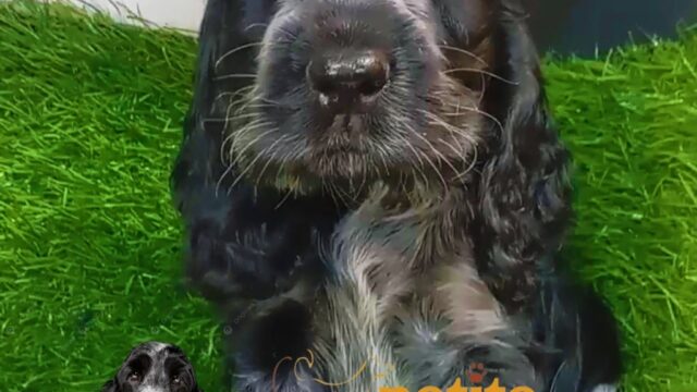 558872577_122142447260644714_1591215962667269792_n