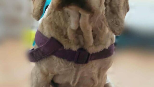 577824118_1253817770113155_3481349468206796782_n