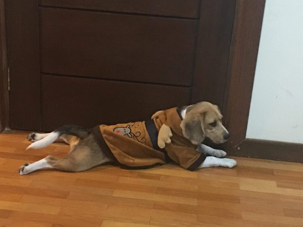 61223650_2242784275811552_2775438077475160064_n