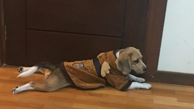 61223650_2242784275811552_2775438077475160064_n