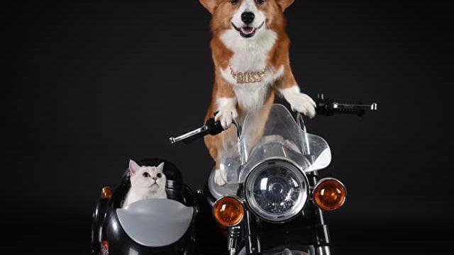 100087809_243191963779873_4467702977905295360_n