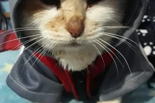 118204846_1754313811413467_648341796300244135_n