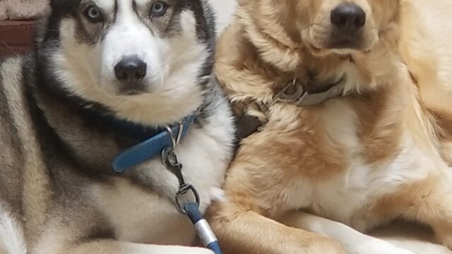 469361620_560065576985176_6793550471256806917_n