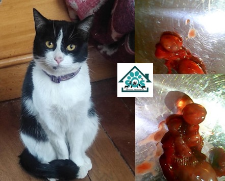 530307653_1690003575265556_6009117022632984628_n