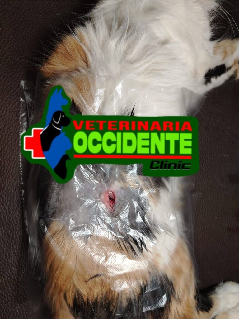 557633213_769938272585543_8819115204423393855_n