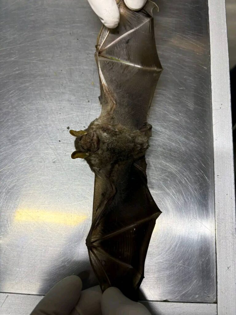 583228378_1267005198779304_220973592680027434_n