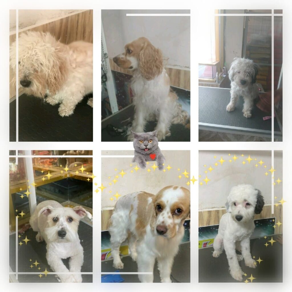 85245499_166880684744335_2420173466675183616_n